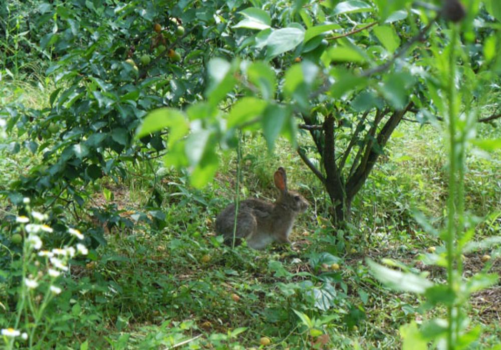 산토끼