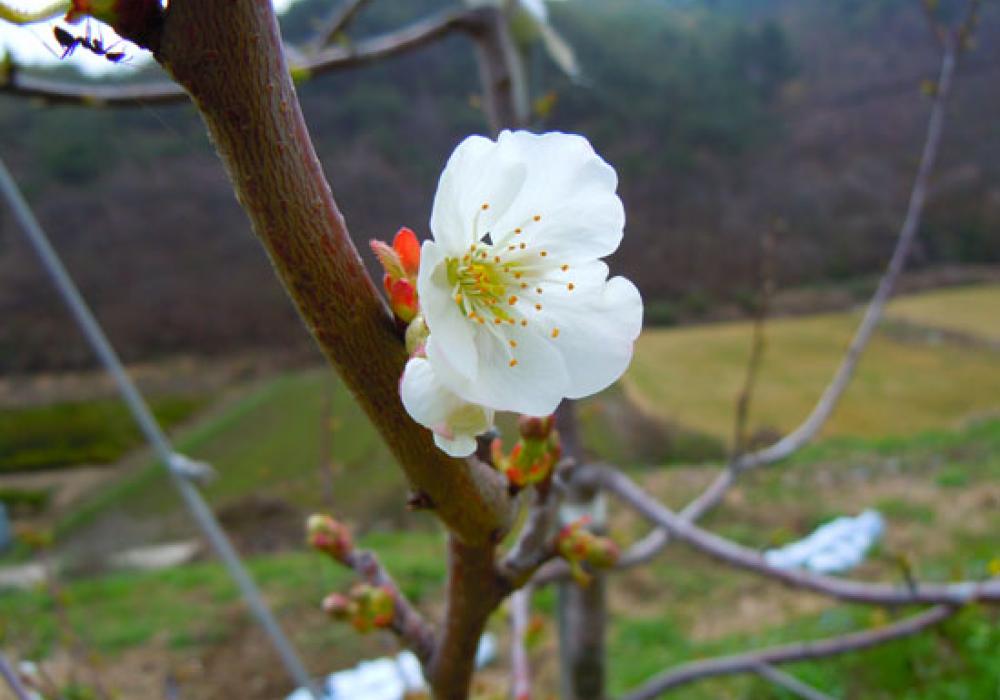체리 꽃